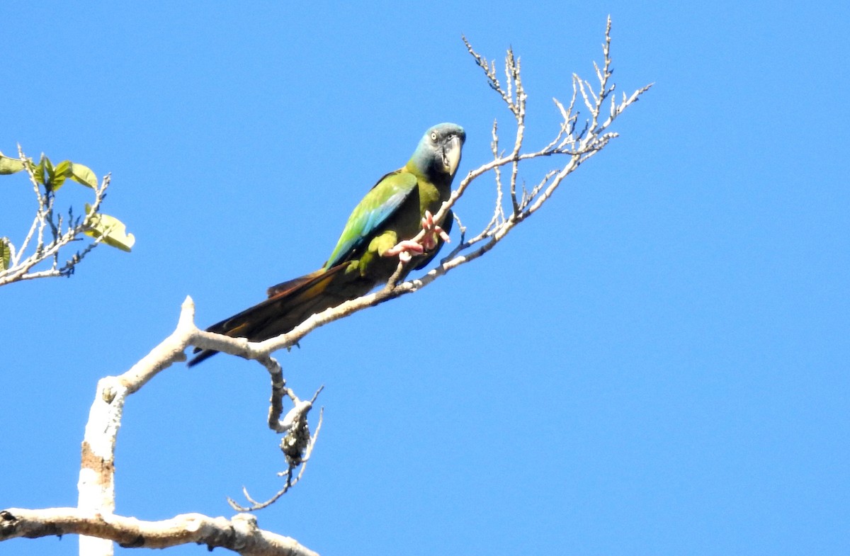 Blue-headed Macaw - ML646723513