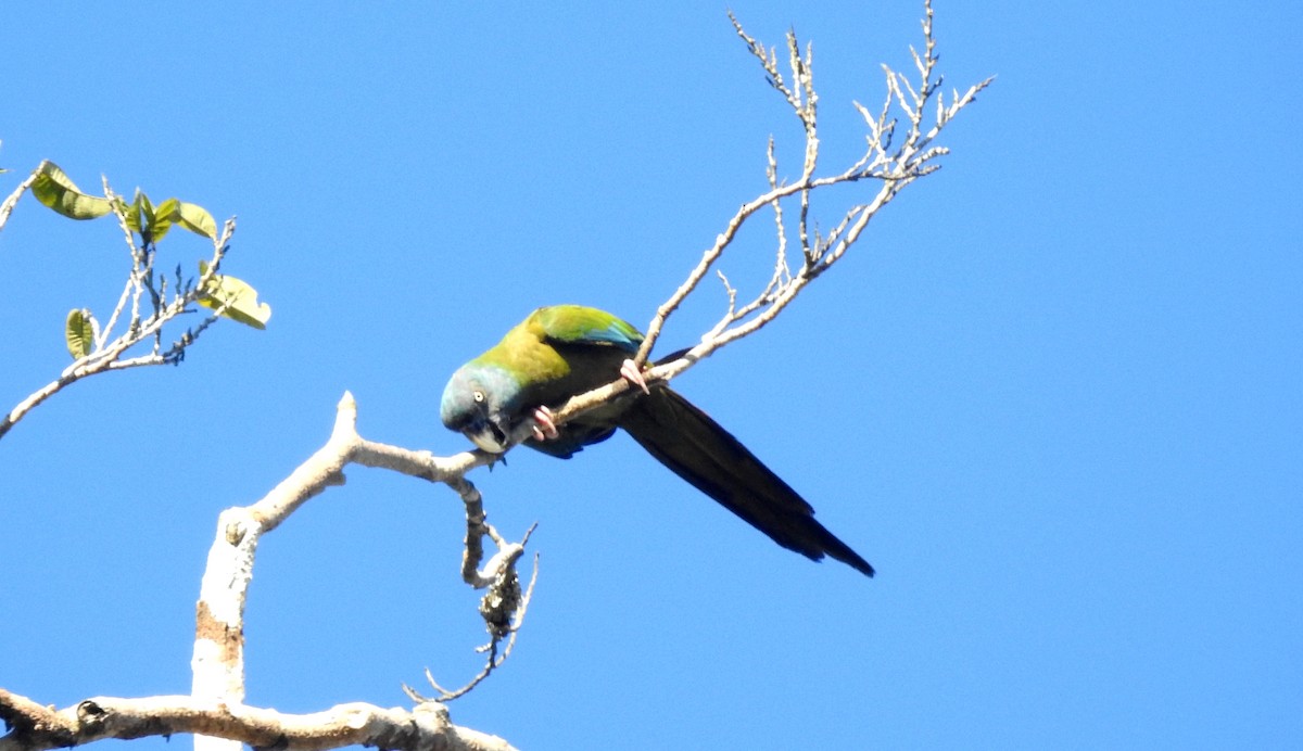 Blue-headed Macaw - ML646723514