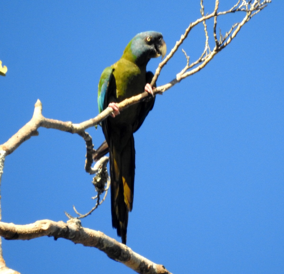 Blue-headed Macaw - ML646723515