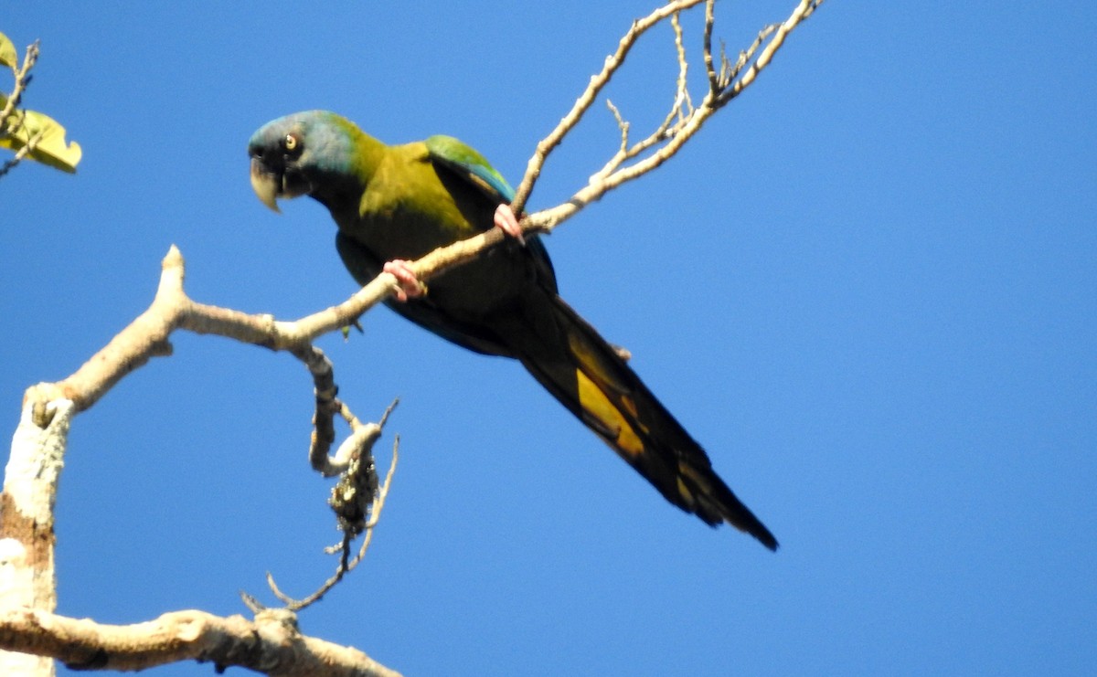 Blue-headed Macaw - ML646723516