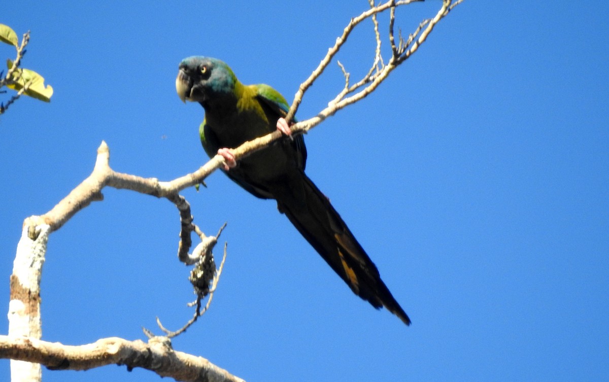 Blue-headed Macaw - ML646723517
