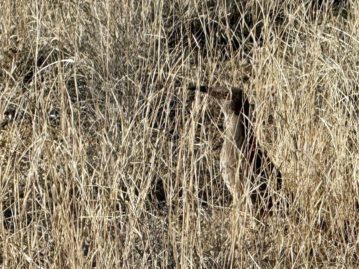 Curve-billed Thrasher - ML646723519