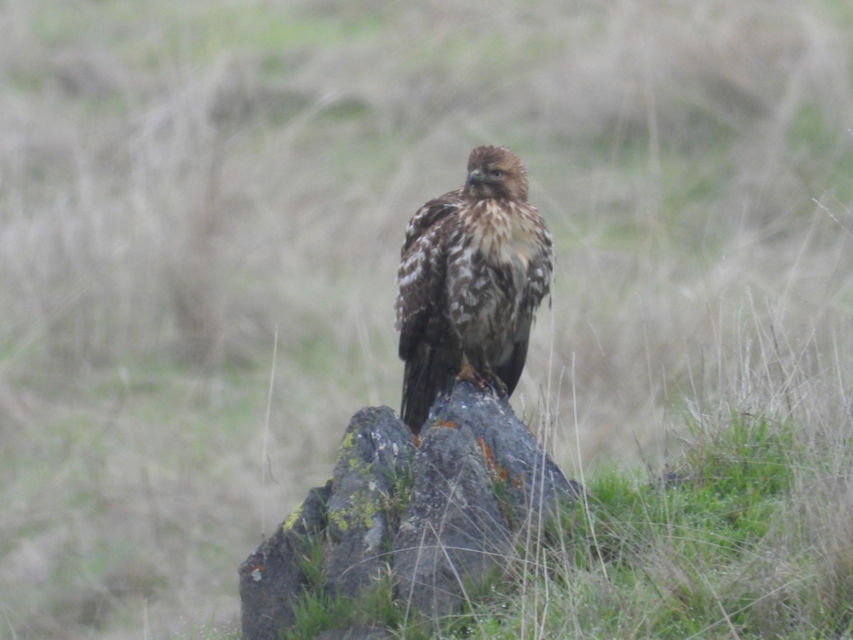 Rotschwanzbussard - ML646723520