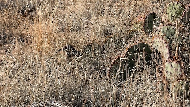 Curve-billed Thrasher - ML646723521