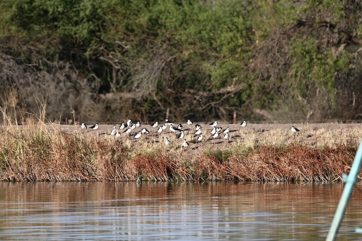 pisila černokrká - ML646723530