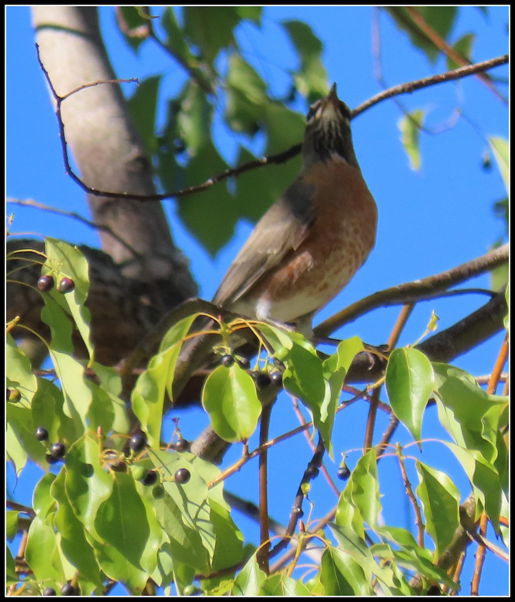 American Robin - ML646723532