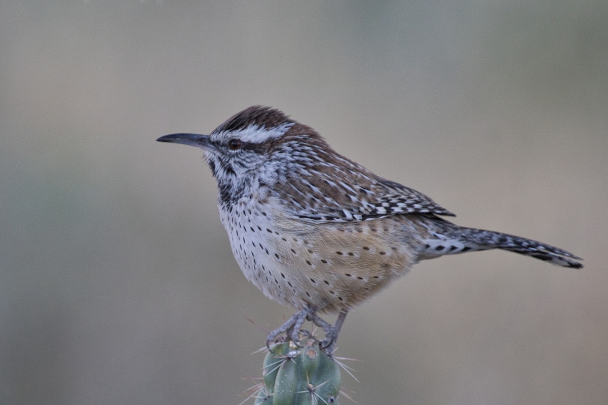 Cactus Wren - ML646723537