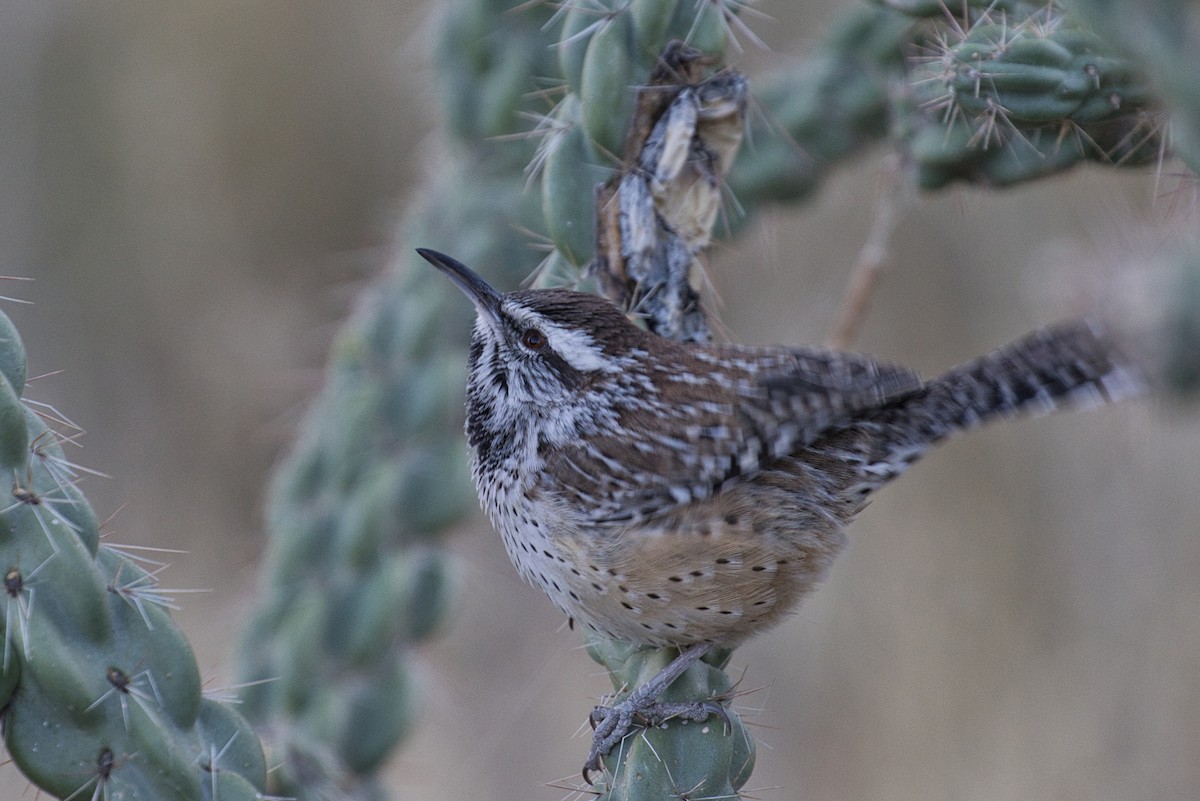 Cactus Wren - ML646723538