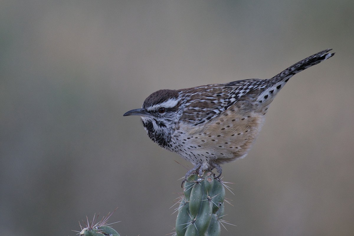 Cactus Wren - ML646723539