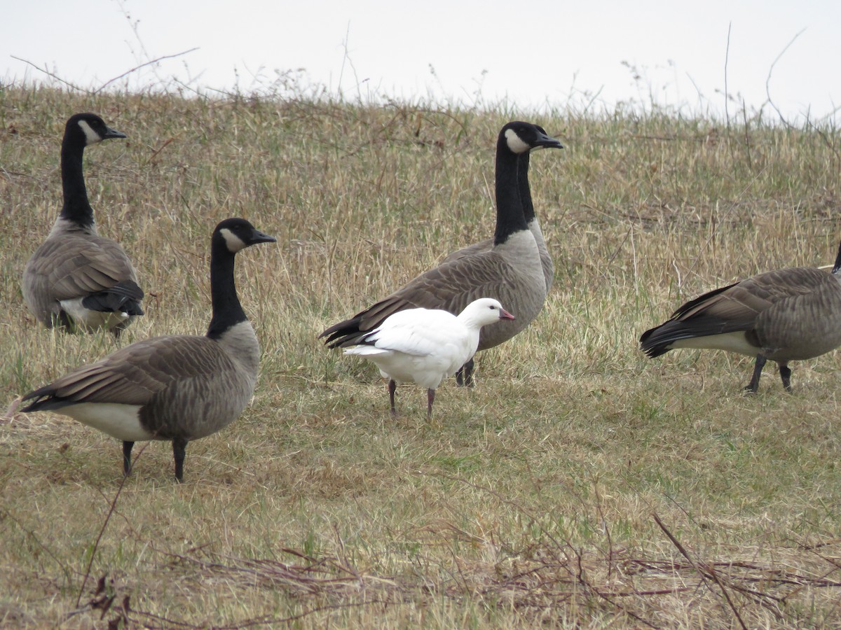 Ross's Goose - ML646723559