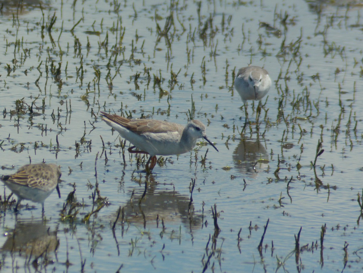 lyskonoh dlouhozobý - ML646723560