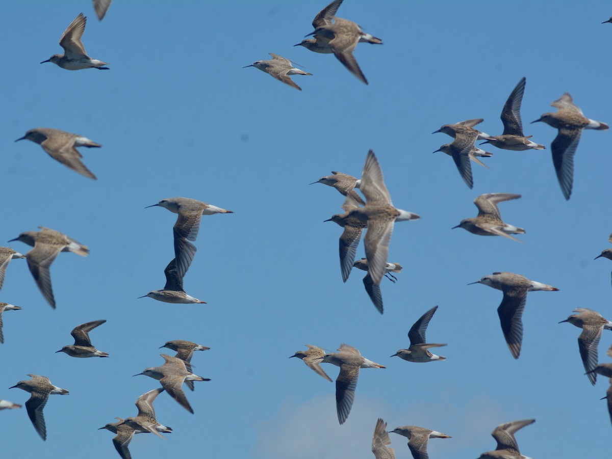 lyskonoh dlouhozobý - ML646723561