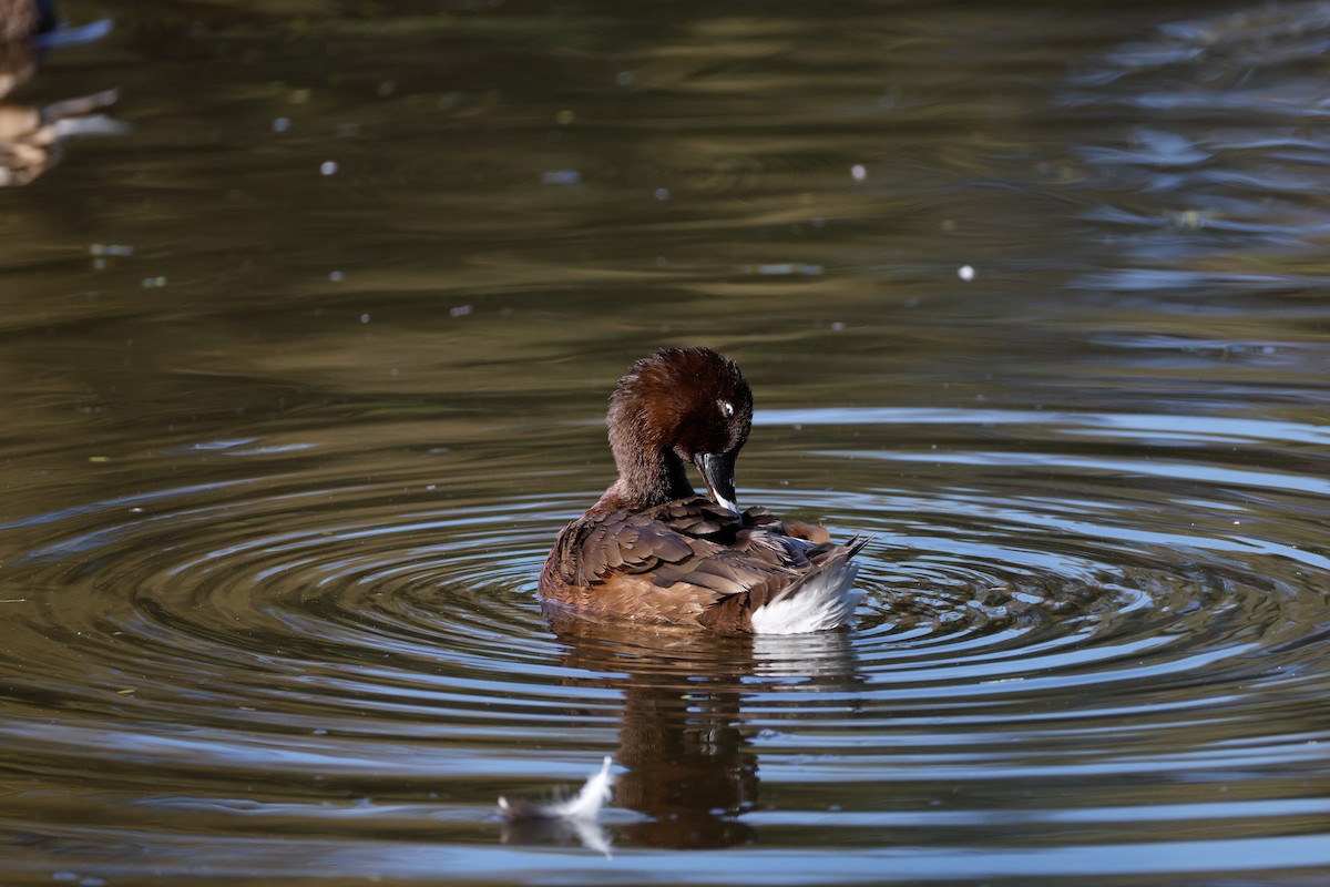 Hardhead - ML646723565