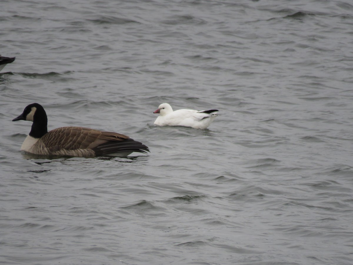 Ross's Goose - ML646723570