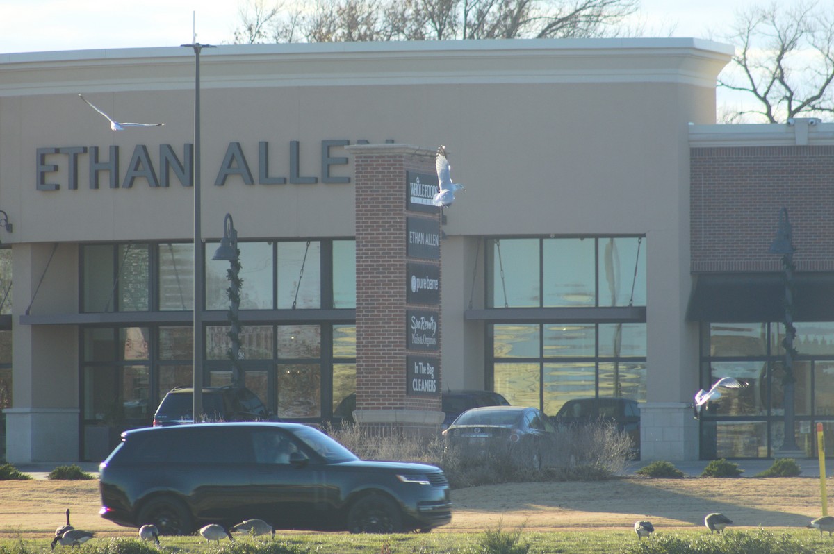 Ring-billed Gull - ML646723571