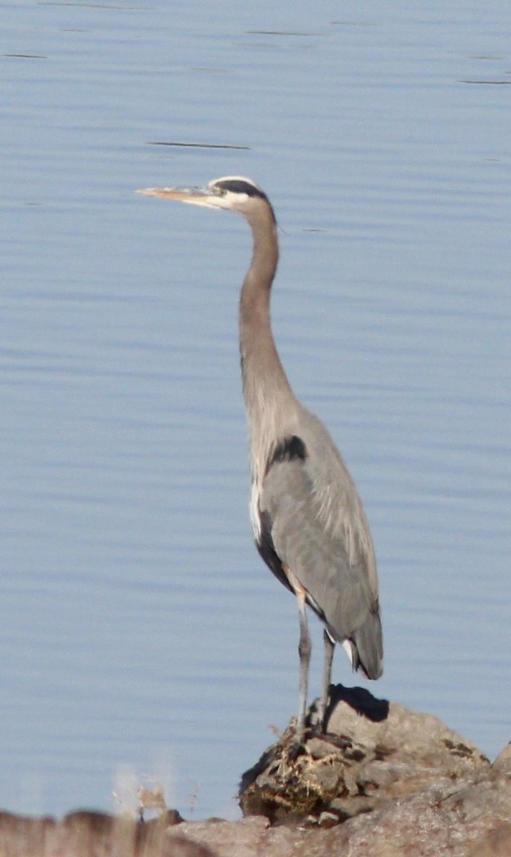 Great Blue Heron - ML646723572
