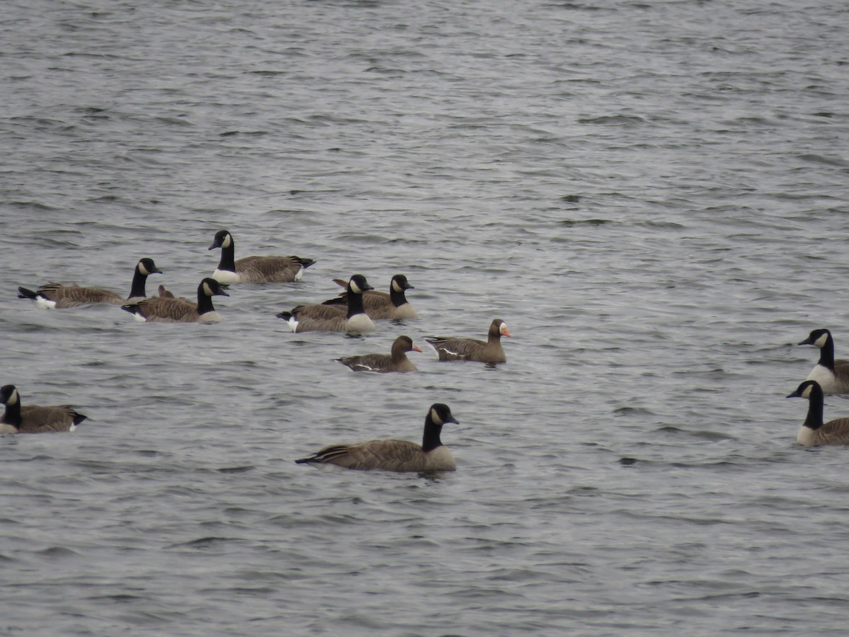 Greater White-fronted Goose - ML646723576