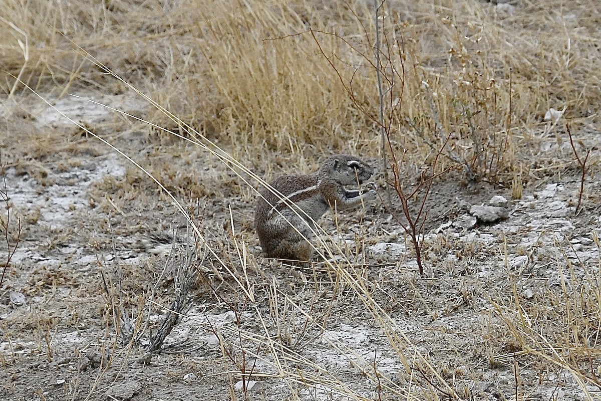 Kap-Borstenhörnchen - ML646723580