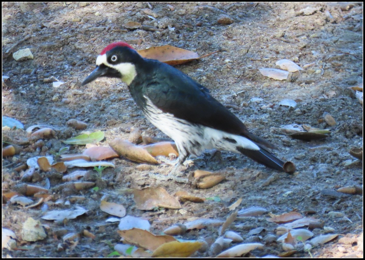 Acorn Woodpecker - ML646723581