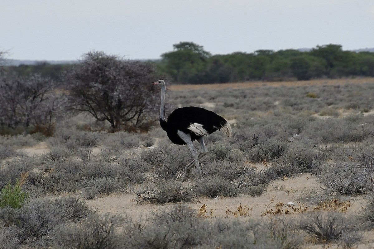 Strauß - ML646723583