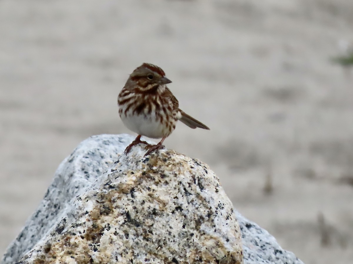 Song Sparrow - ML646723587