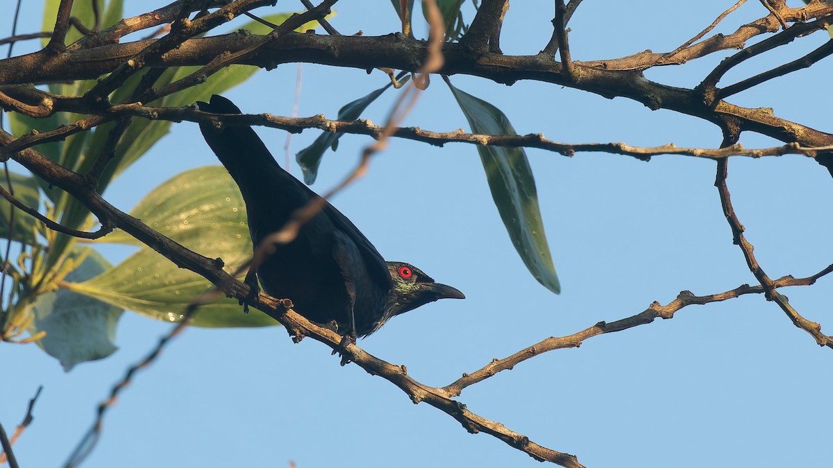 Asian Glossy Starling - ML646723588