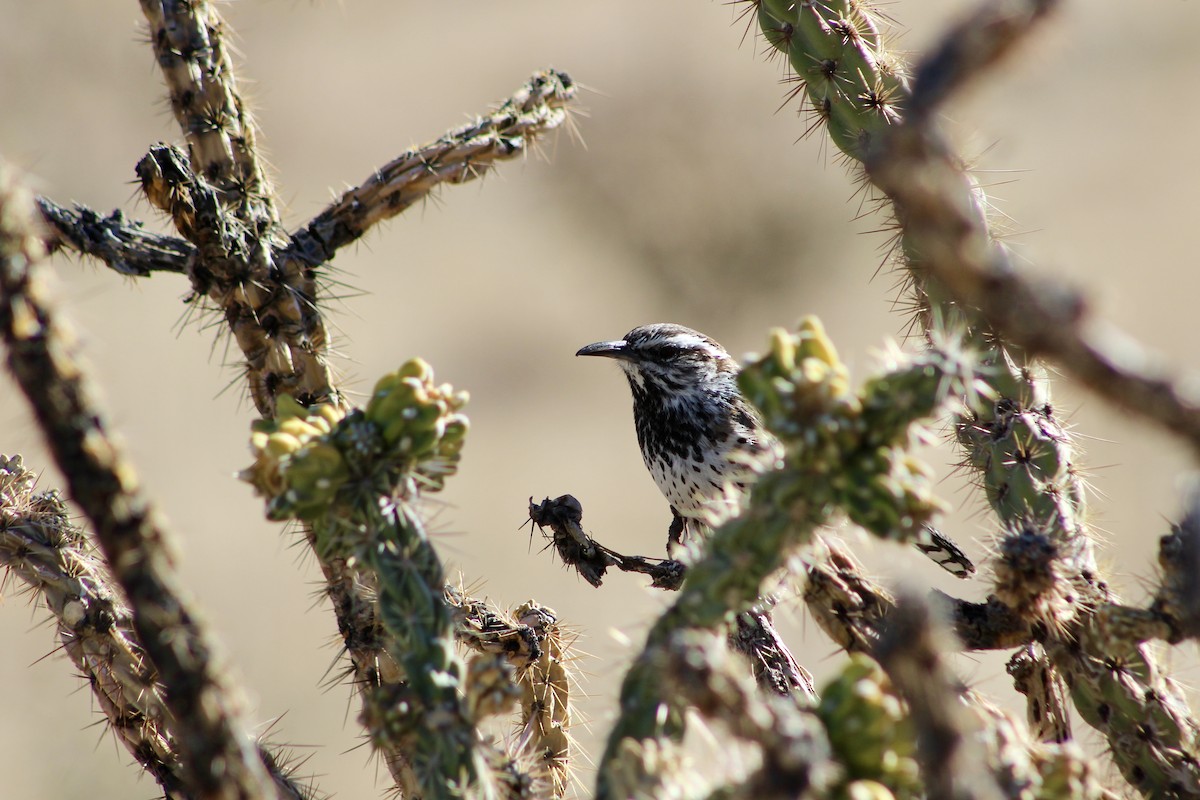 Cactus Wren - ML646723590