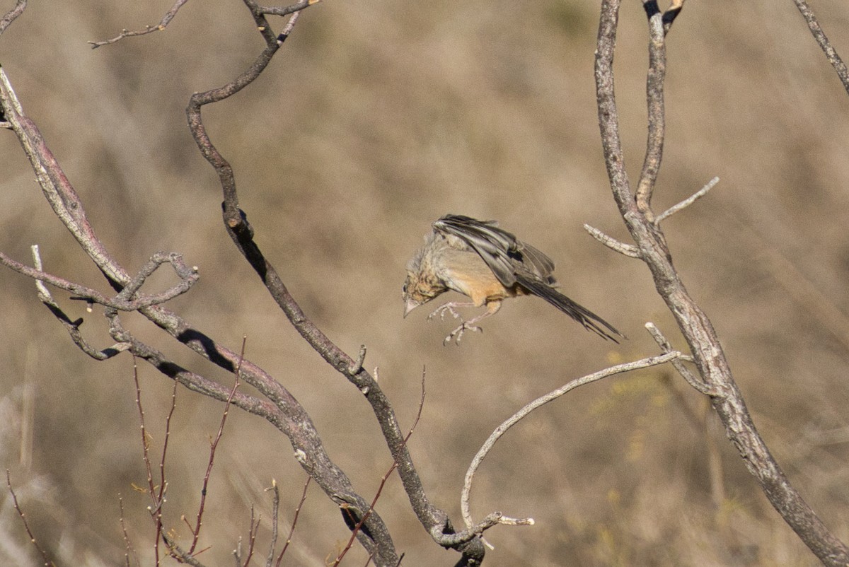 Canyon Towhee - ML646723592