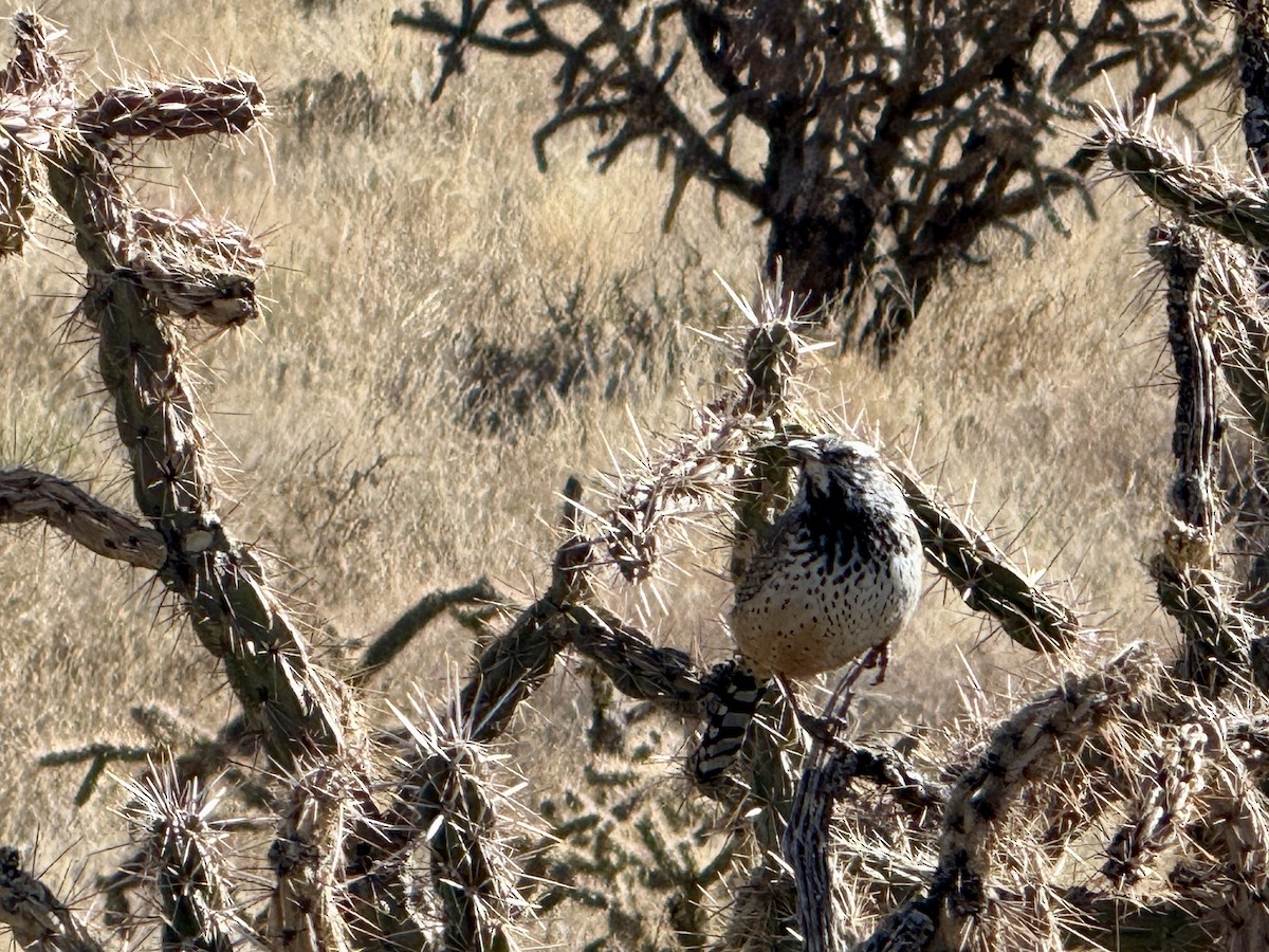 Cactus Wren - ML646723594