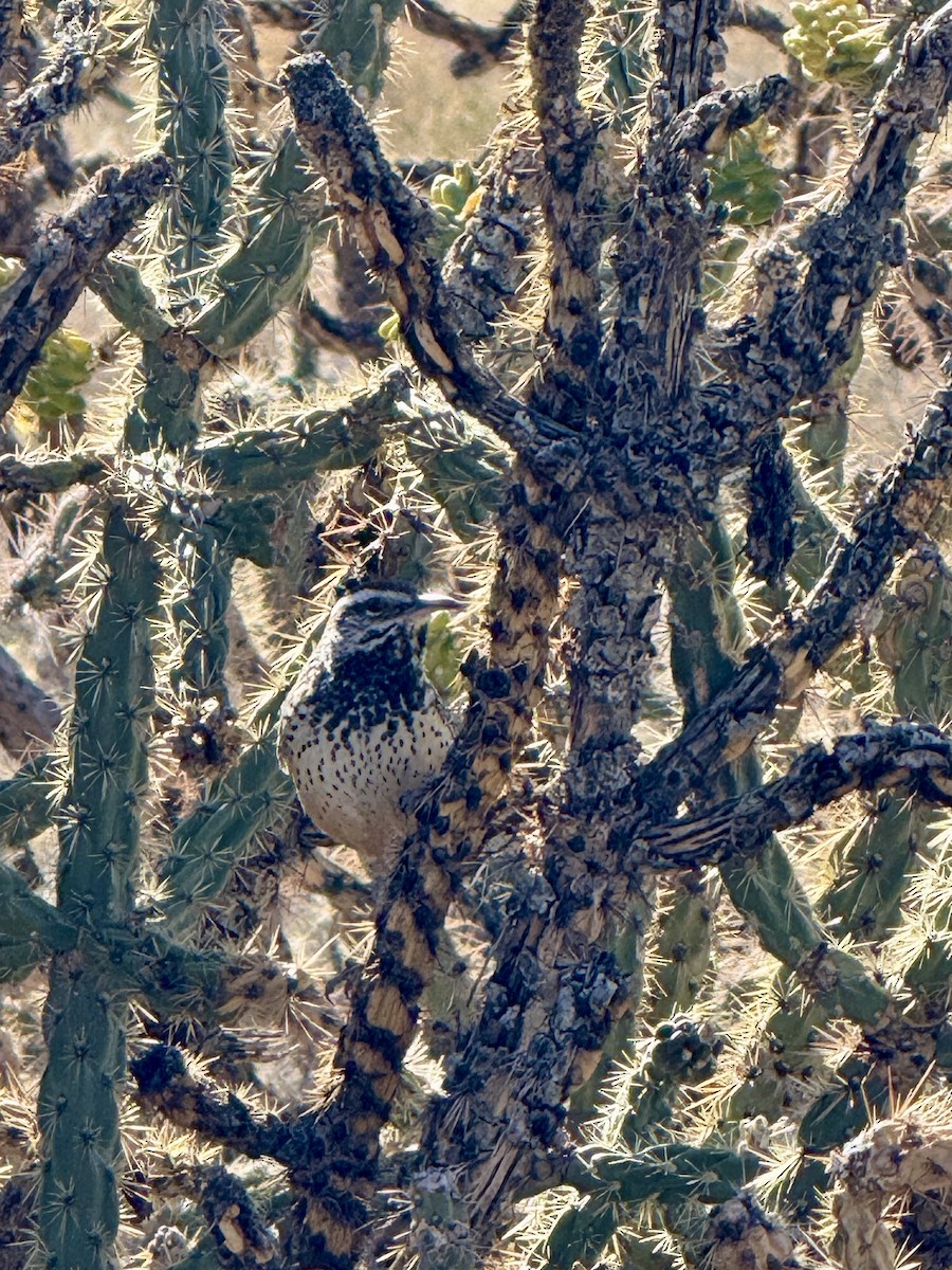 Cactus Wren - ML646723595