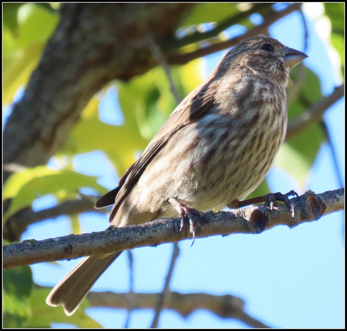 House Finch - ML646723597