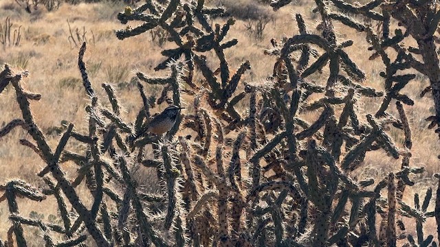 Cactus Wren - ML646723598