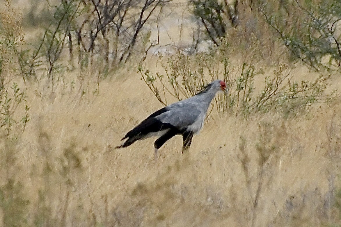 Sekretär - ML646723603