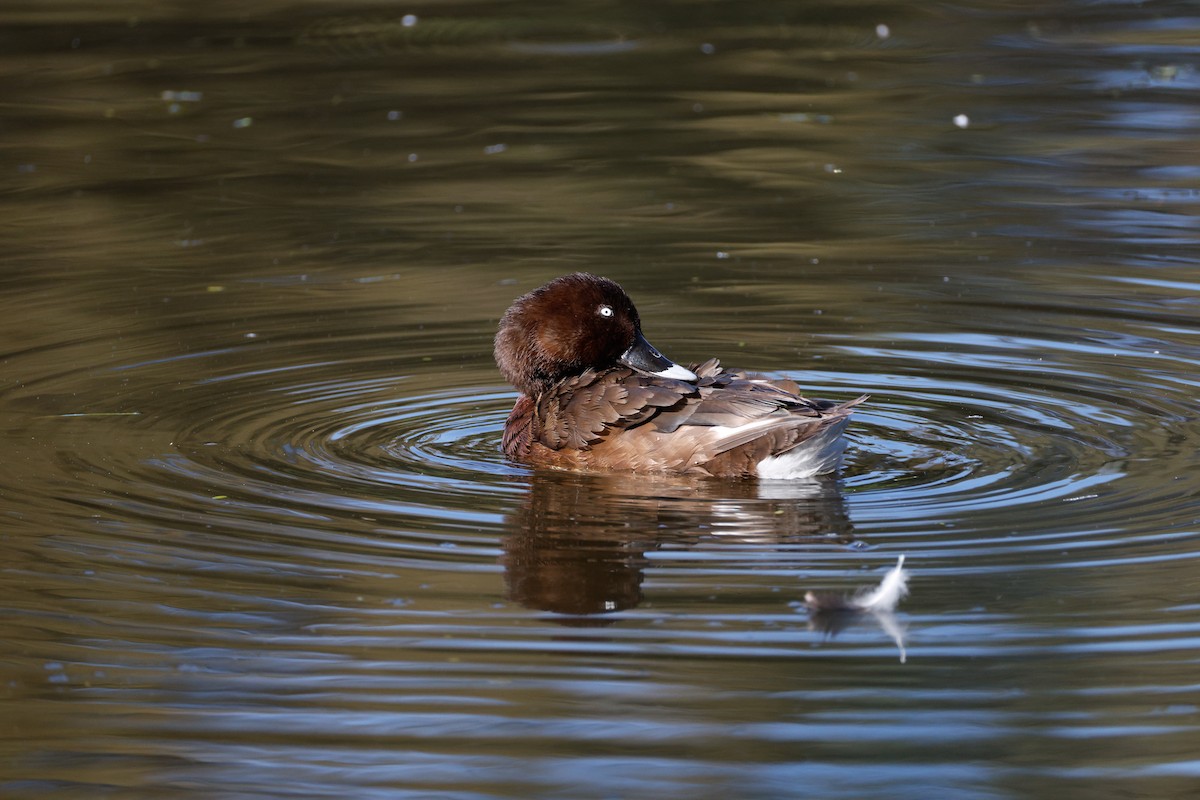 Hardhead - ML646723604