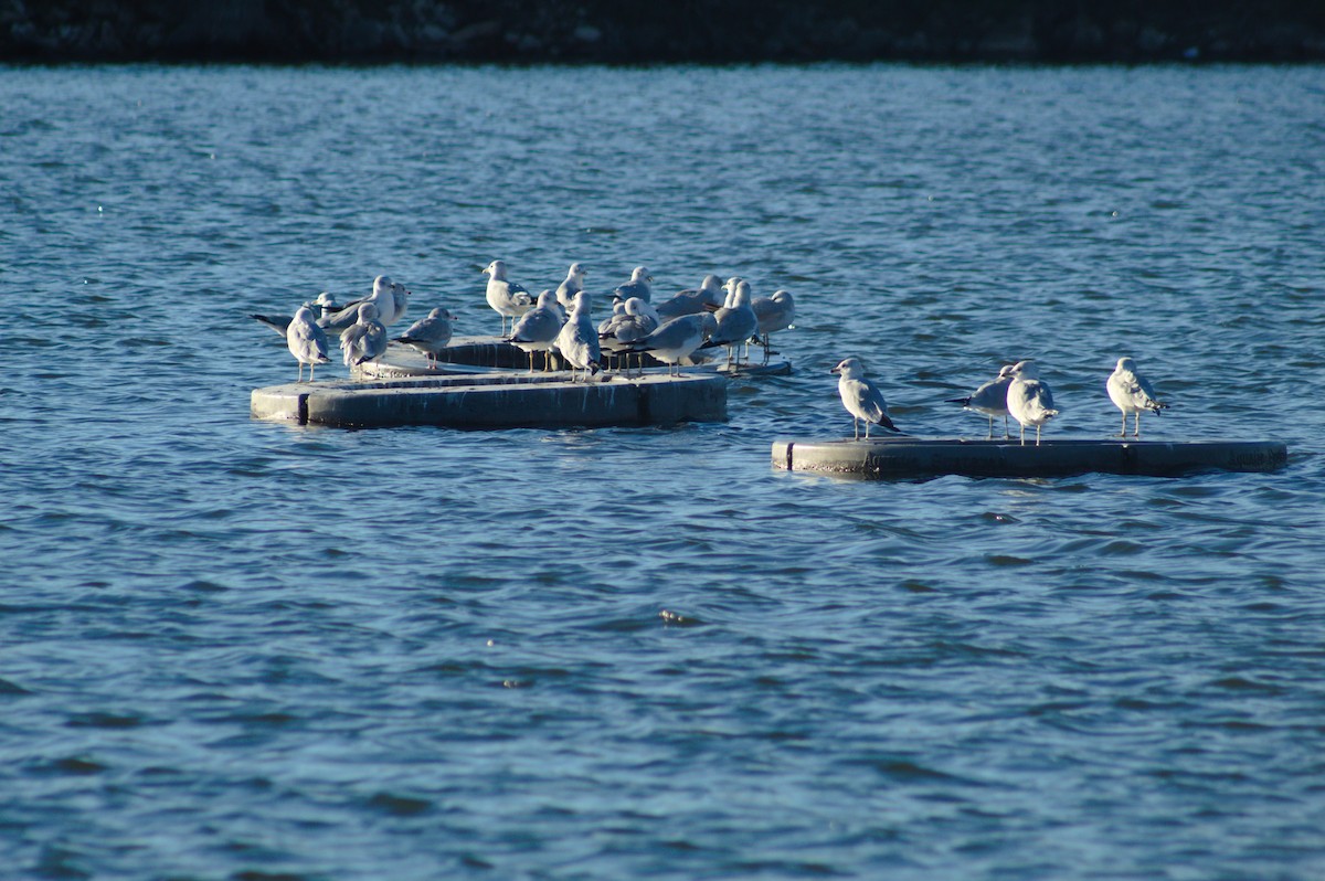Ring-billed Gull - ML646723605