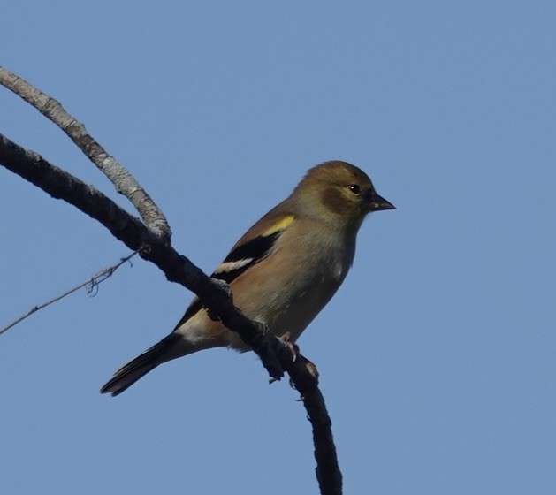 Jilguero Yanqui - ML646723607