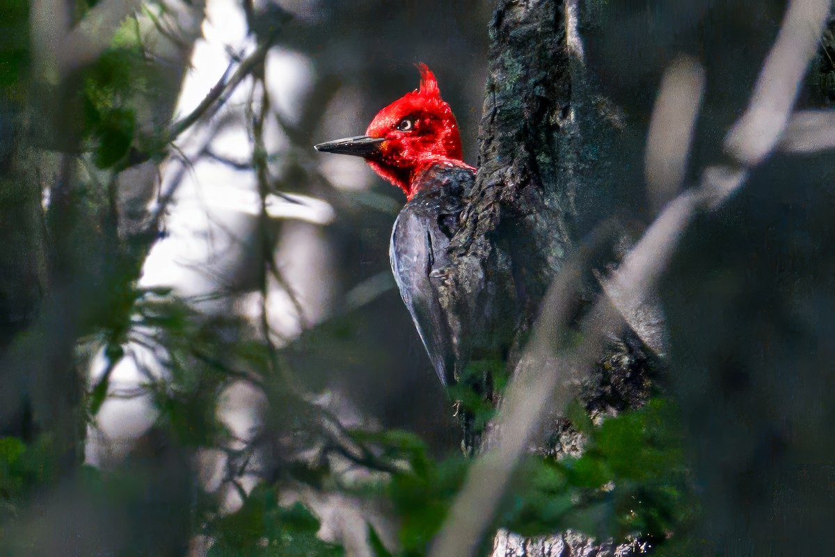 Macellan Ağaçkakanı - ML646723610