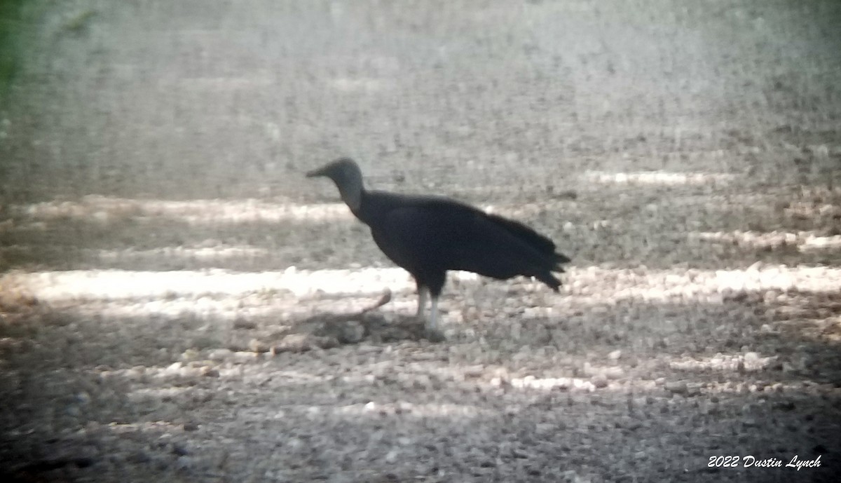 Rabengeier - ML646723611