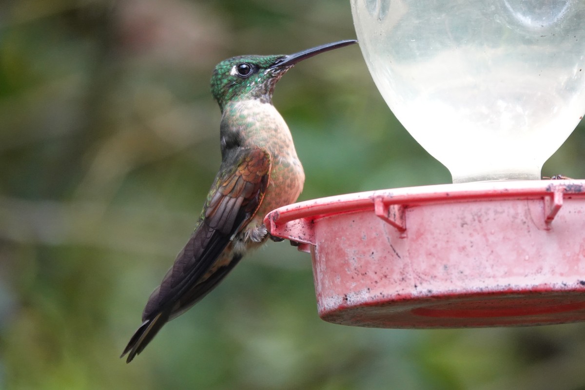 Fawn-breasted Brilliant - ML646723612