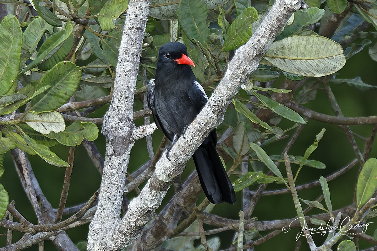 Black Nunbird - ML646723615