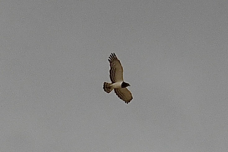 Black-chested Snake-Eagle - ML646723616