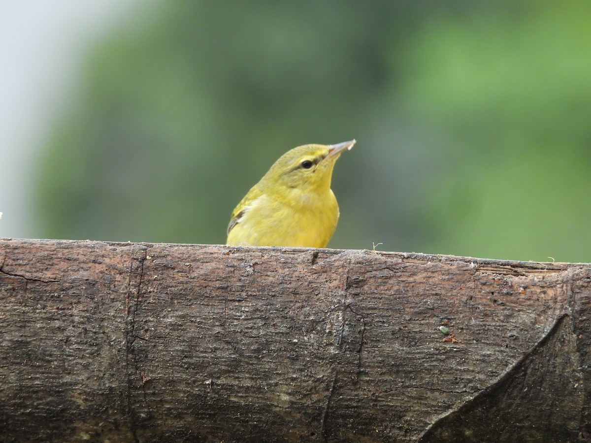Tennessee Warbler - ML646723617