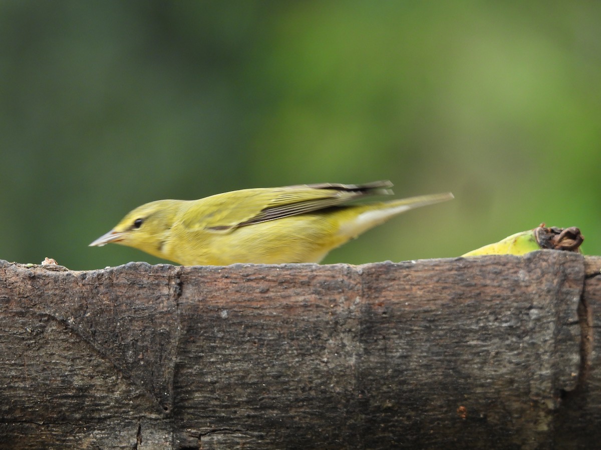 Tennessee Warbler - ML646723618