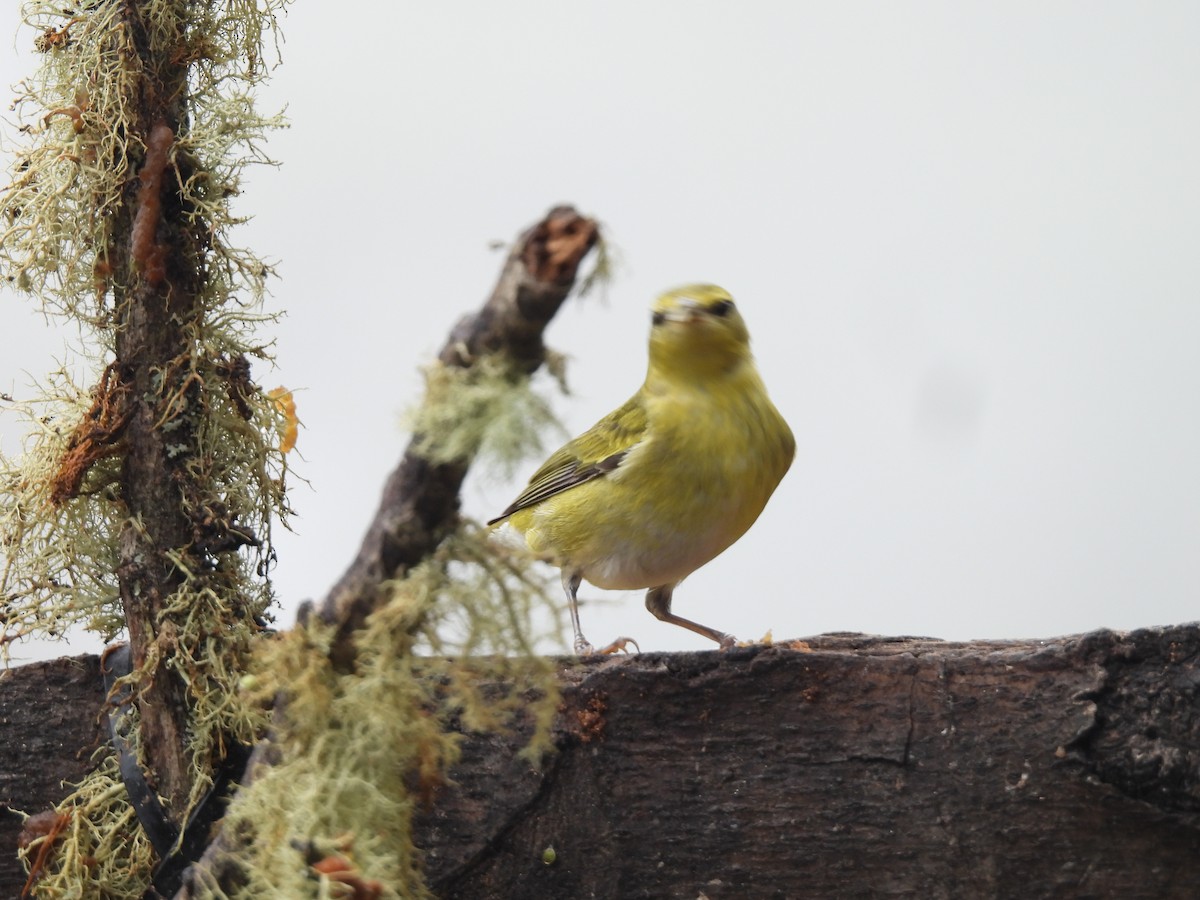 Tennessee Warbler - ML646723619