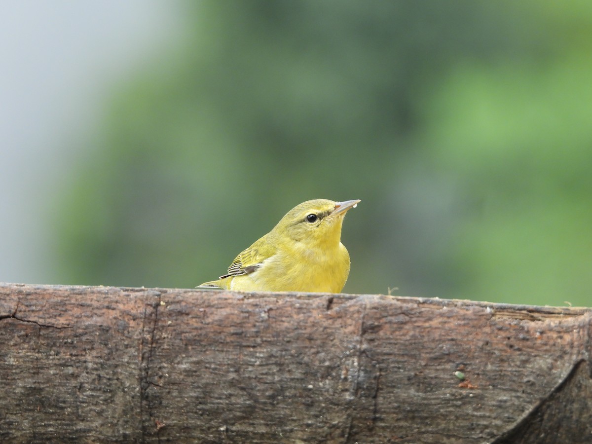 Tennessee Warbler - ML646723620