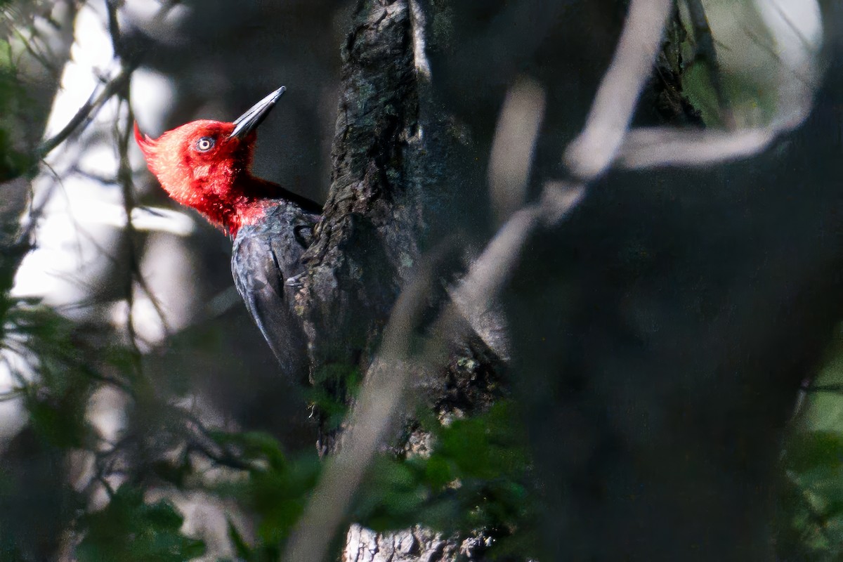 Macellan Ağaçkakanı - ML646723621