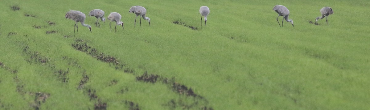 Sandhill Crane - ML646723622