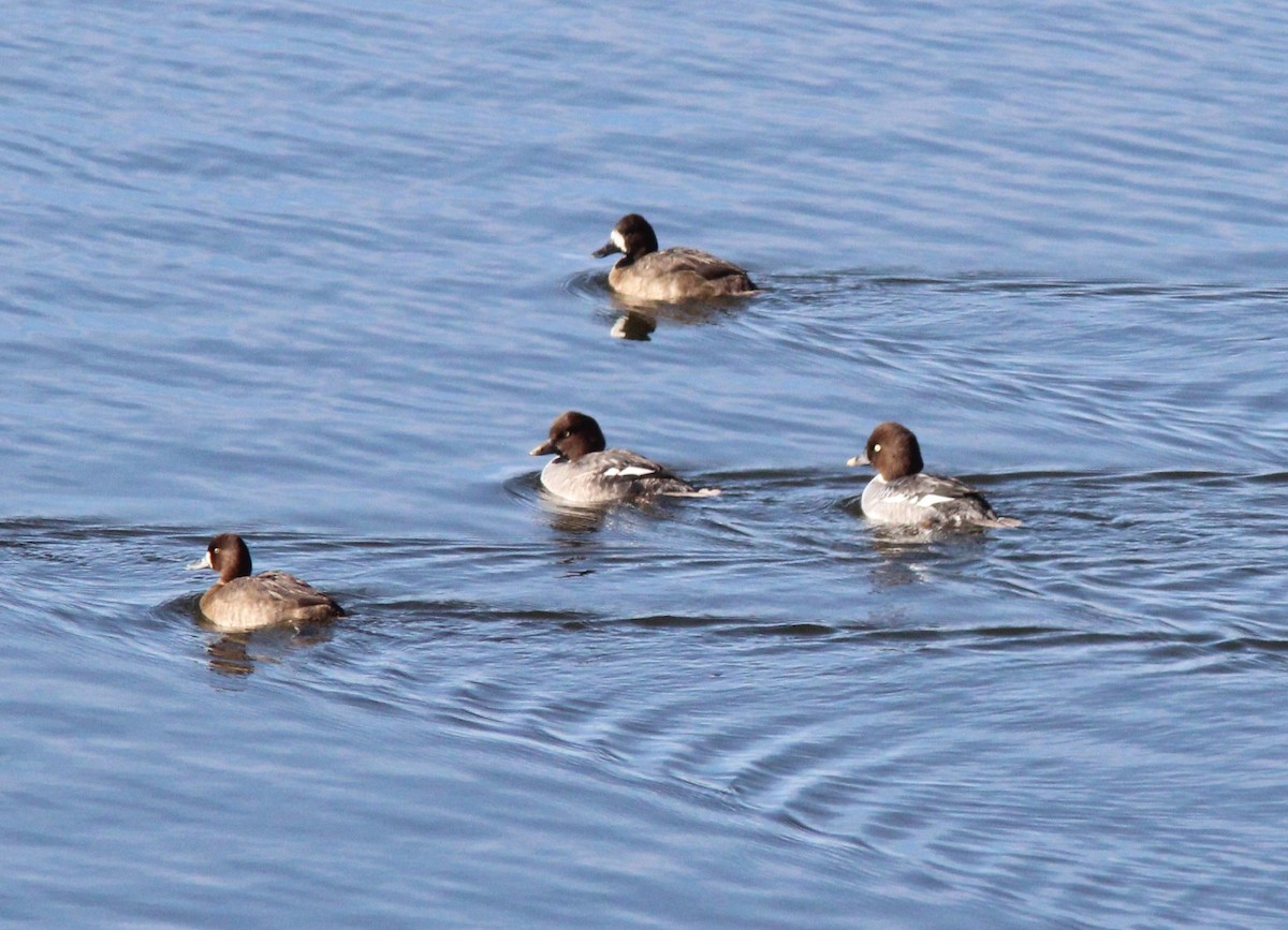 Common Goldeneye - ML646723624