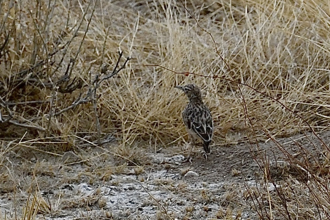 Zirplerche - ML646723625