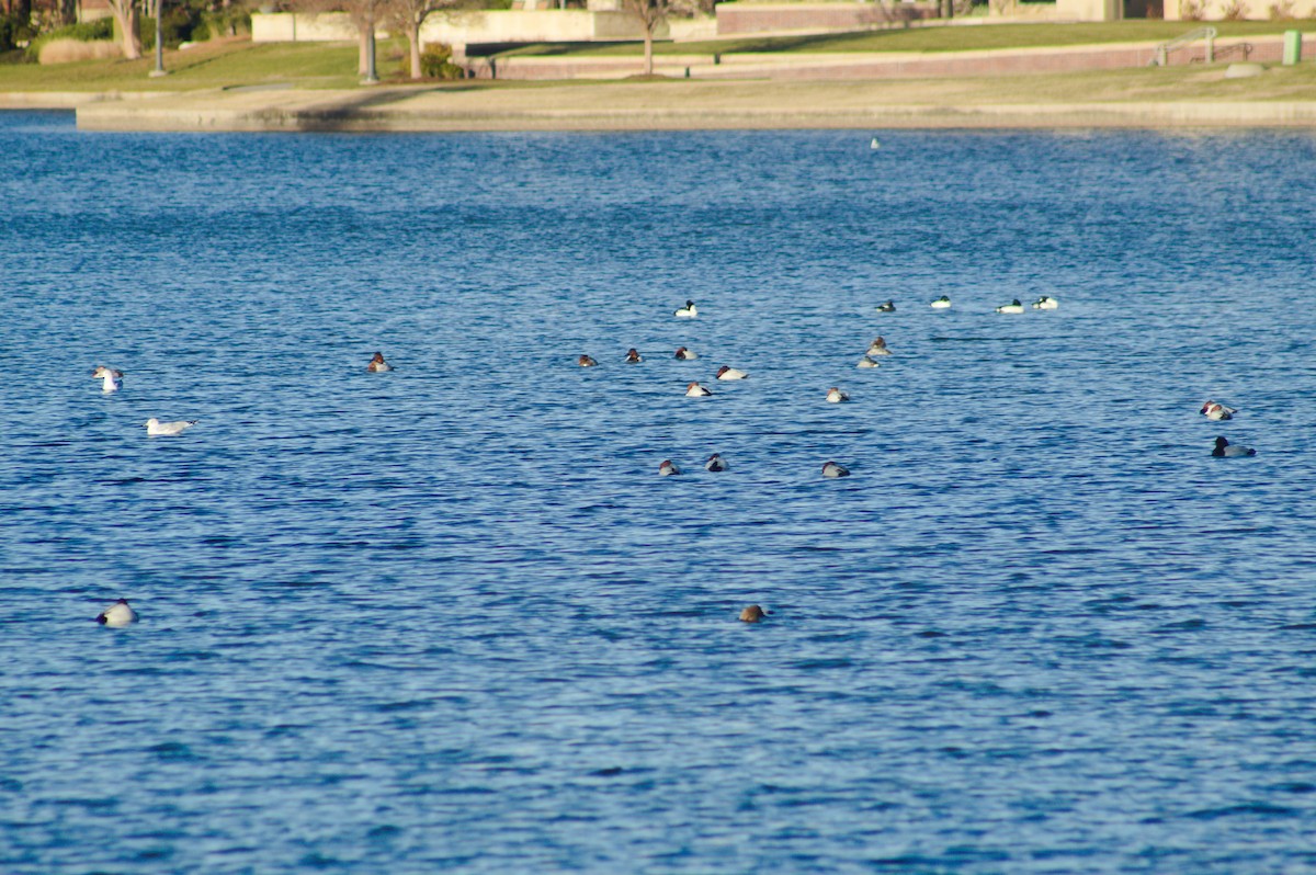 Canvasback - ML646723626